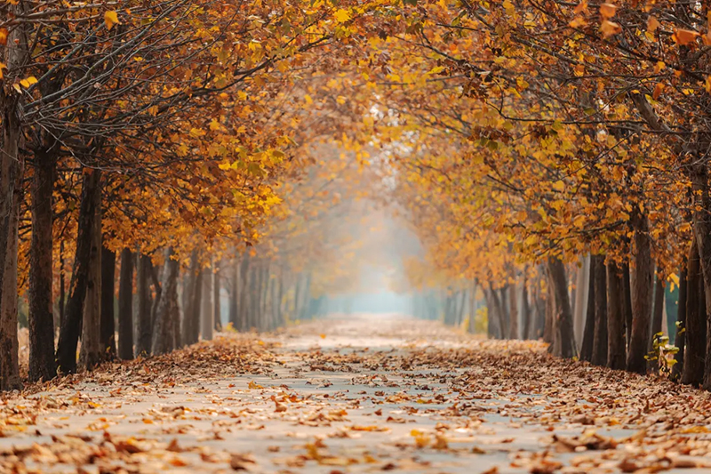 今日寒露，附藏在校園里的秋日果實